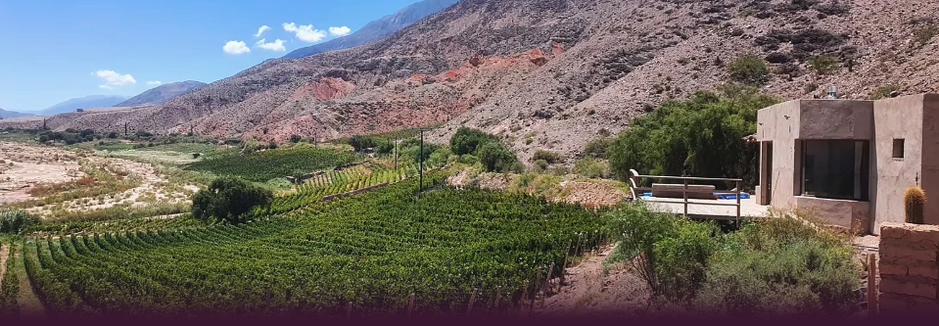 Viñedo de altura en Jujuy, con los cerros detrás