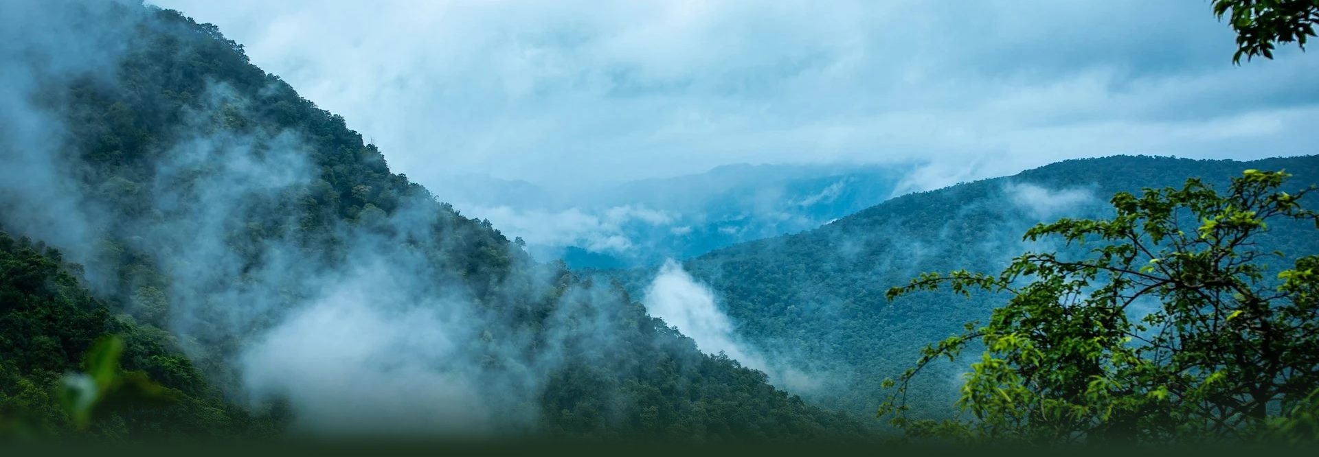 Selva de montaña de las Yungas de Jujuy con niebla entre los árboles