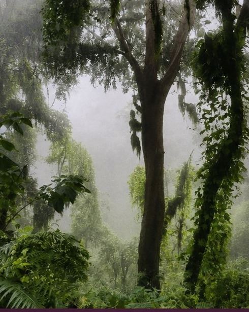 Niebla entre los árboles de la nuboselva jujeña