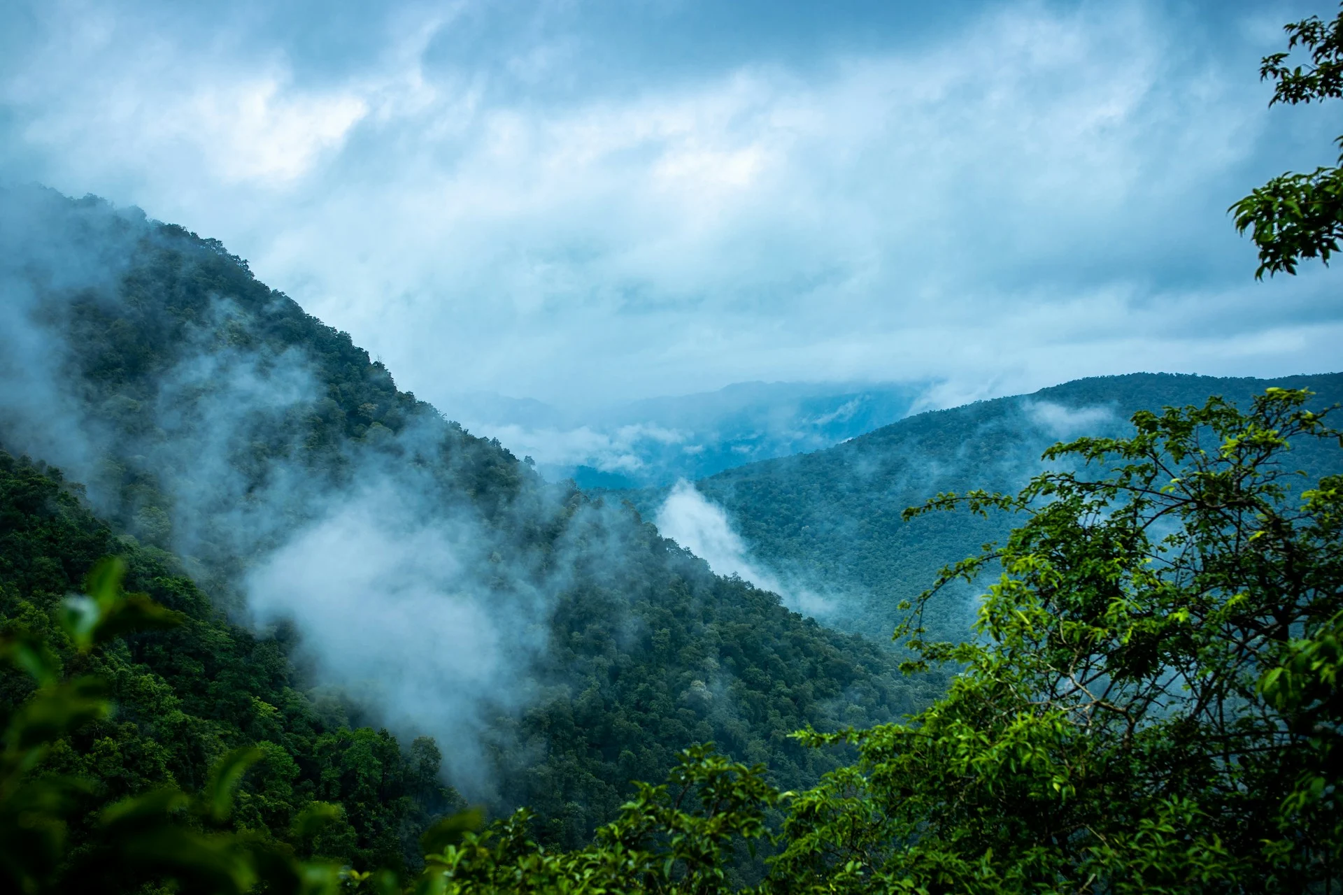 Selva de montaña en las Yungas de Jujuy